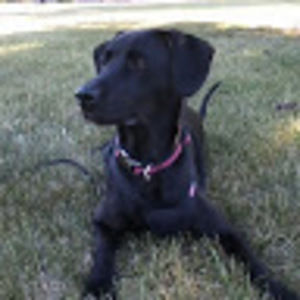 Meet your Posher, Penny